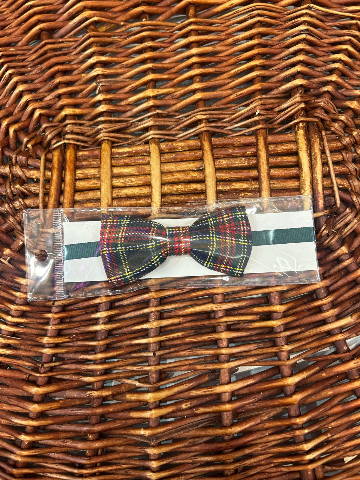 papillon  siena ai266122