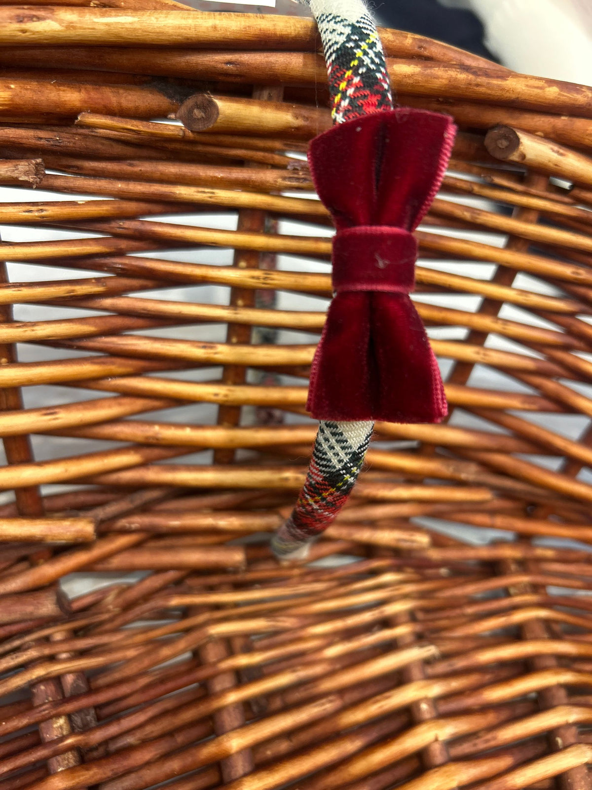 frontino  siena ai266119